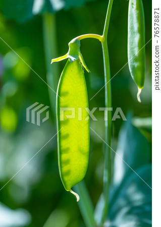 豌豆 豌豆 76578871