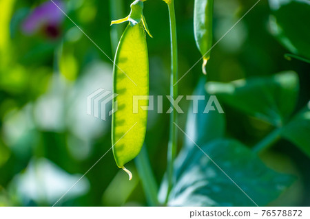 豌豆 豌豆 76578872