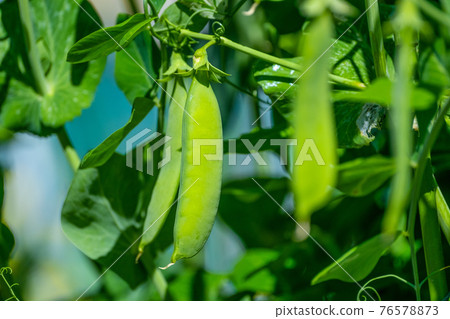 Snap peas 76578873