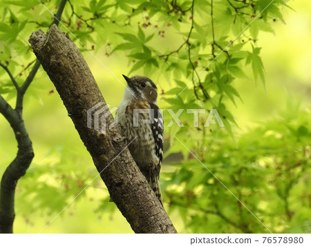 Japanese pygmy woodpecker perching on maple 76578980