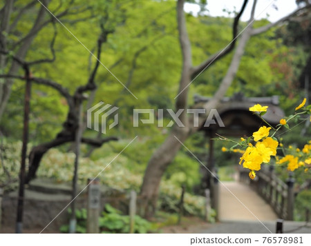 The bridge in front of the Japanese kerria 76578981