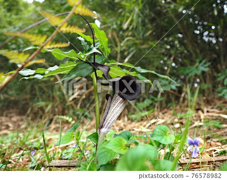 Arisaema thunbergii native to bamboo bush 76578982