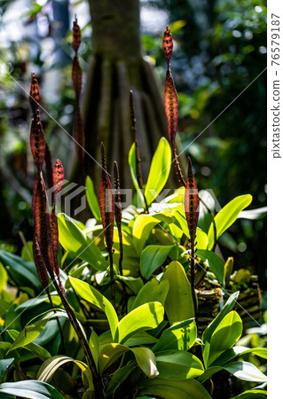 一種形狀像蛇的神秘觀葉植物 76579187