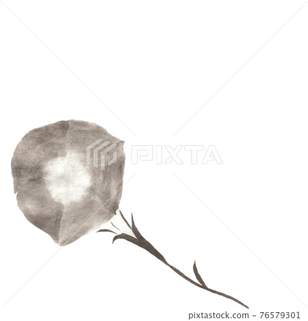 牽牛花(手繪水墨插畫) 牽牛花(手繪水墨插畫) 76579301