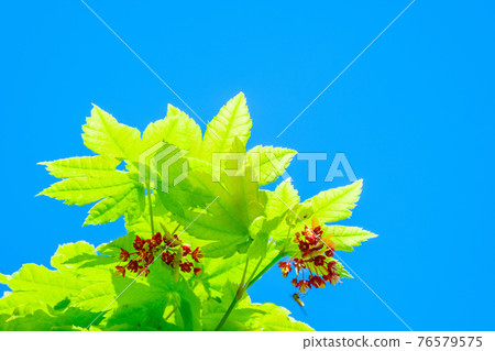 Young leaves and flowers of Acer japonicum 76579575