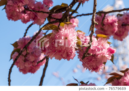 櫻花雙櫻桃樹 76579689