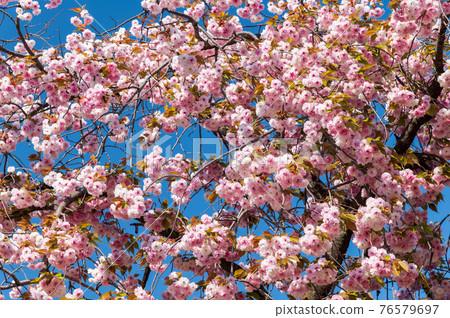 櫻花雙櫻桃樹 76579697