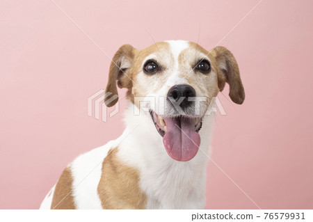 Smiling jack russell sales terrier