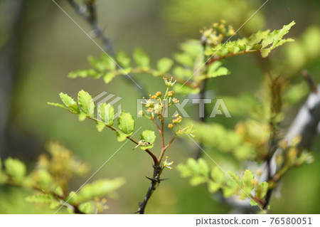 花椒雄花 花椒雄花 76580051