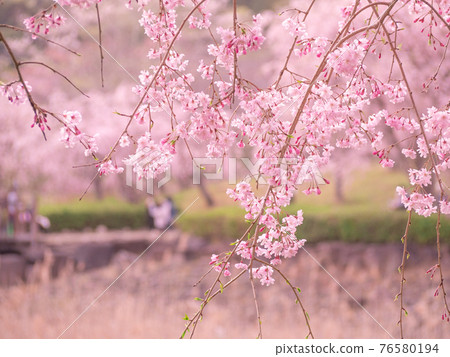 Weeping cherry blossoms in full bloom, Hill Hitachi Fudoki 76580194