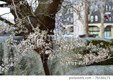石割櫻花的盛開 76580271