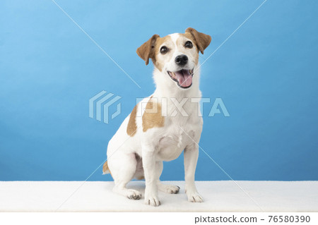 Jack Russell Terrier with a blue back and a smile 76580390
