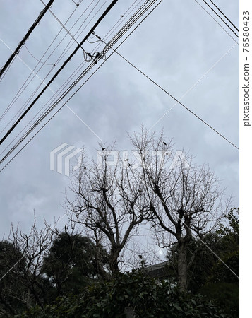 Trees and cloud sky Trees and cloud sky 76580423