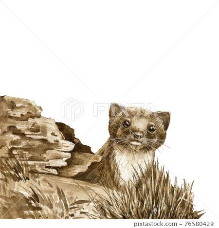 Wild weasel in the forest. Watercolor illustration. Wildlife animal by the log. European brown stoat. Wild weasel staring from the hole image. Small fur europe predator. On white background 76580429