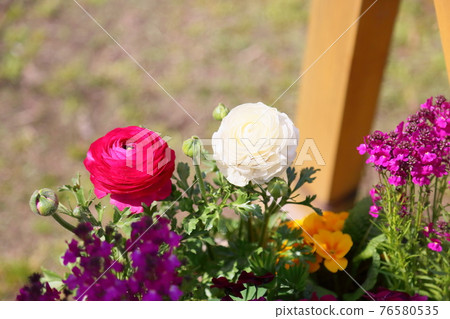 毛茛花 毛茛花 76580535