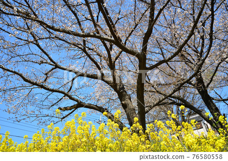 東高根森林公園的櫻花 76580558