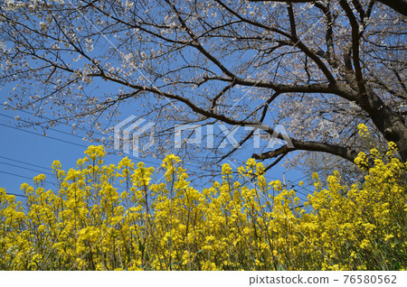 東高根森林公園的櫻花 東高根森林公園的櫻花 76580562