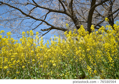 東高根森林公園的櫻花 東高根森林公園的櫻花 76580564