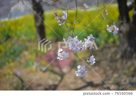 東高根森林公園的櫻花 76580566