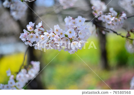 東高根森林公園的櫻花 東高根森林公園的櫻花 76580568