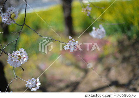 東高根森林公園的櫻花 東高根森林公園的櫻花 76580570