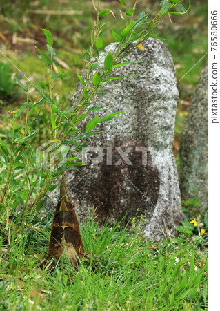 Stone Buddha and bamboo shoots 76580666
