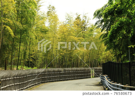 竹林步道 76580673