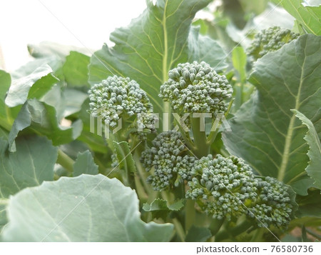 Small broccoli Small broccoli 76580736
