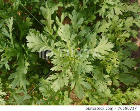 Pre-harvest garland chrysanthemum Pre-harvest garland chrysanthemum 76580737
