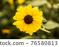 一朵花 76580813