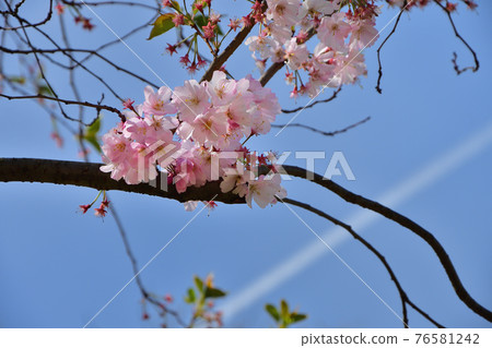 2021 年 3 月 2 日在巴黎公園盛開的櫻花和尾跡 2021 年 3 月 2 日在巴黎公園盛開的櫻花和尾跡 76581242