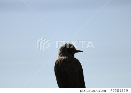 烏鴉 76581259