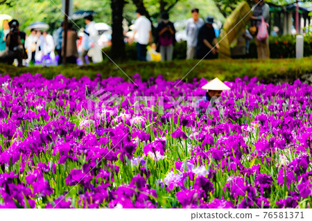 Omura Park's iris Omura Park's iris 76581371