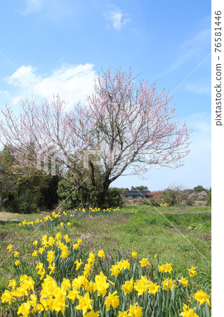 小山高原的桃花和水仙花 小山高原的桃花和水仙花 76581446