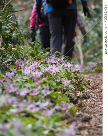 登山者走在 erythronium 盛開的路上 登山者走在 erythronium 盛開的路上 76581459