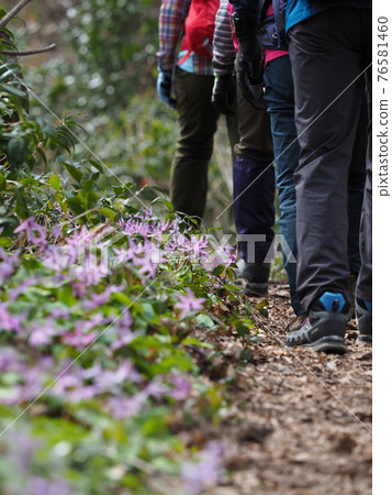登山者走在 erythronium 盛開的路上 登山者走在 erythronium 盛開的路上 76581460