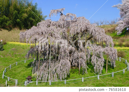 三春瀧櫻(福島縣三春町) 三春瀧櫻(福島縣三春町) 76581618