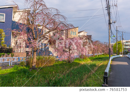 東京，世田谷區，岡本三丁目，世田谷區，水上橋附近，丸子川水上樂園散步 76581753