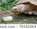 eating turtle  76582064