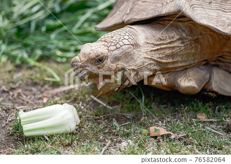 eating turtle eating turtle 76582064