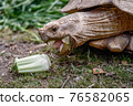 eating turtle  76582065