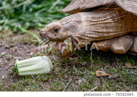 eating turtle eating turtle 76582065