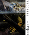 Lizzard in Water  76582066