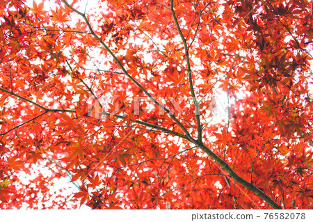 Curtain of autumn leaves 76582078
