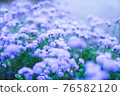 Purple flower 76582120