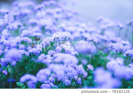 Purple flower 76582120