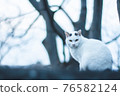 A cat on the wall 76582124