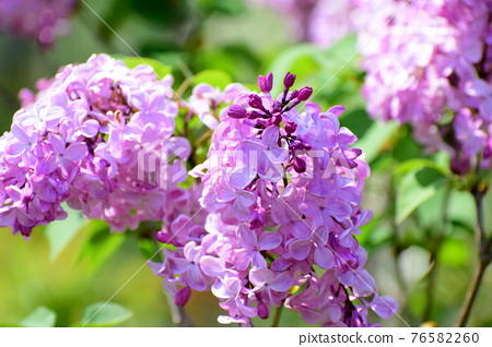 盛開的丁香花 照片素材 圖片 圖庫