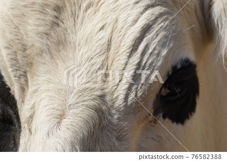 Holstein eyes Holstein eyes 76582388