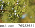 Juniper Berry closeup branch, macro wild nature, ripe berry 76582684